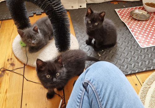 Three cute kittens who were found feral