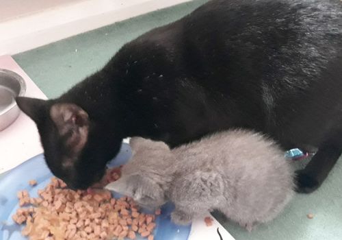 Mum cat and kitten eating