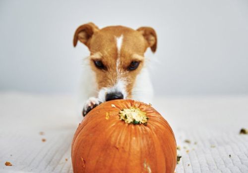Jack Russell dog with pumpkin_royalty free image from Canva