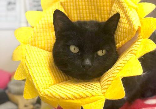 Black cat wearing a soft medical cone shaped like a sunflower