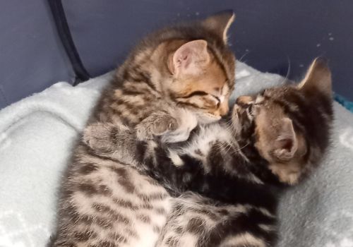 Two kittens sleeping face to face