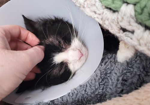 Young cat with cone recovering from an operation