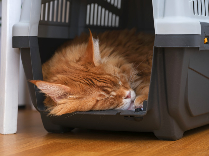 Cat happy sleeping inside their cat carrier
