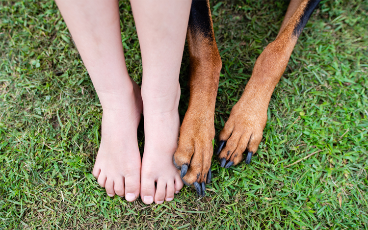 A child's feet and dog paws