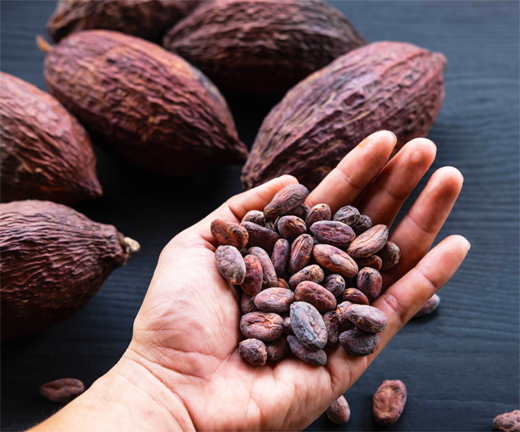 Cocoa cacao beans