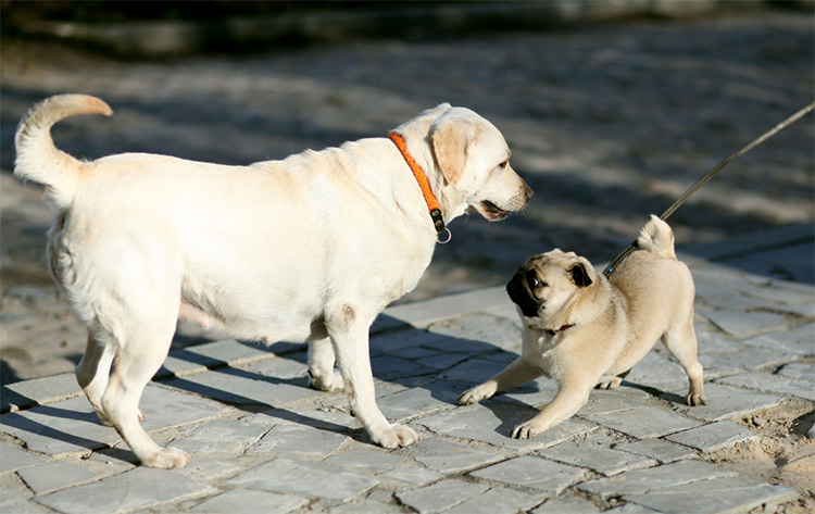 Dogs greeting withthe small dog offering a play bow as a calming signal