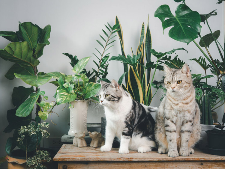 Cats with houseplants_toxic house plants