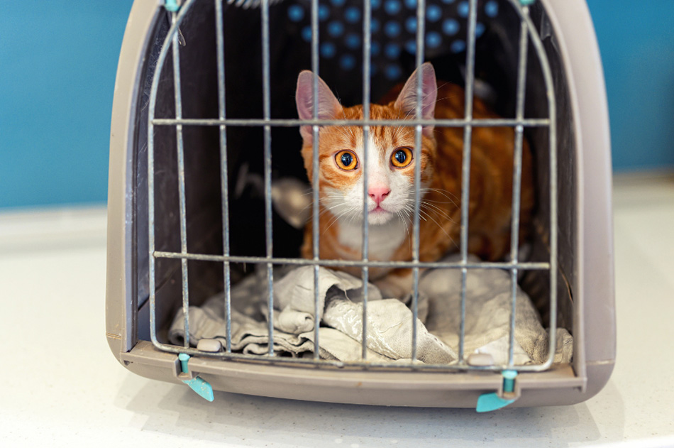 Ginger and white cat inside a pet carrier with the door closed
