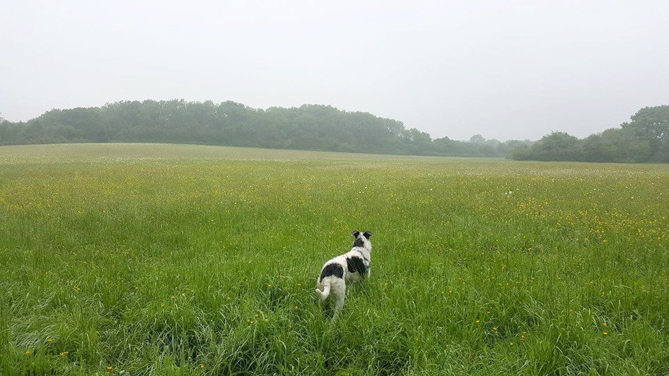 Dog in large empty field