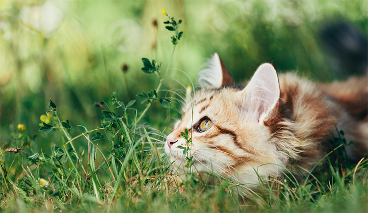 Cat enjoying a garden