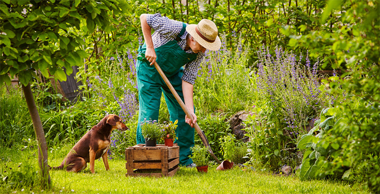 dog in garden with owner gardening