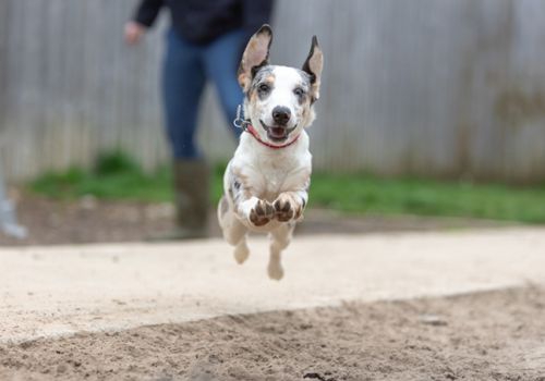 Young dachshund cross puppy running toward the camera
