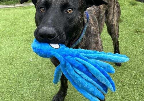 Ace holding a fluffy toy