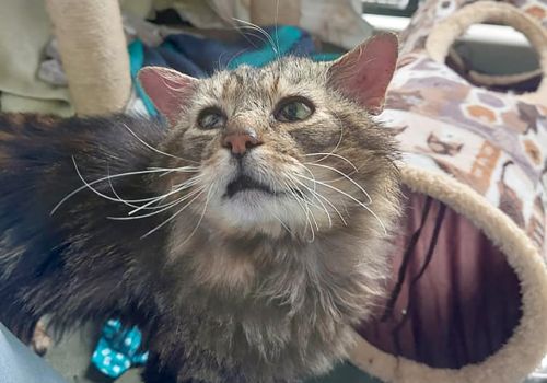 Cat Hercules in the cattery, during his recovery looking a bit scruffy and ill