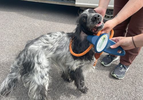 Stray dog being checked for a microchip