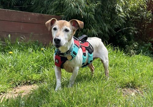 Jack the jack russell in early May, still in recovery with his dental care