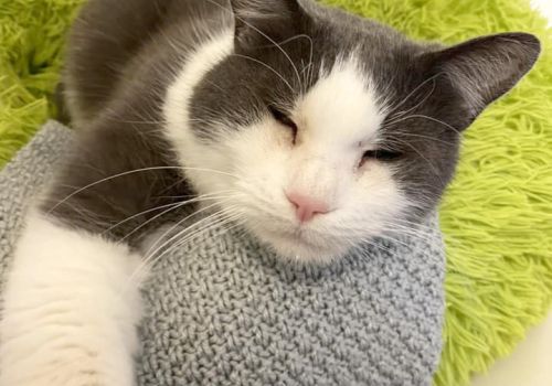 Jim the cat in his bed in the cattery, with a paw reaching to the camera