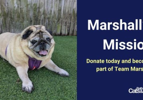 Overweight pug lying in grass with the text - Marshalls Mission, Donate today and become part of team Marshall.