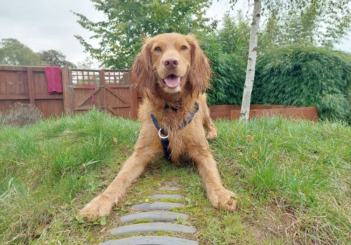 Spaniel in our enrichment garden with a happy expression