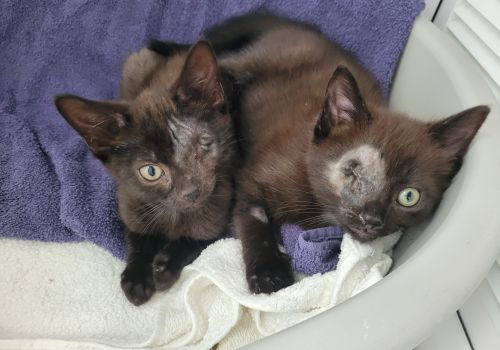 Two kittens showing damage to their eyes 