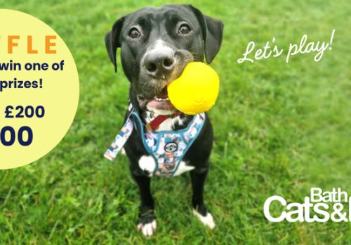 Cute dog holding a yellow ball, with information about the BCDH winter raffle