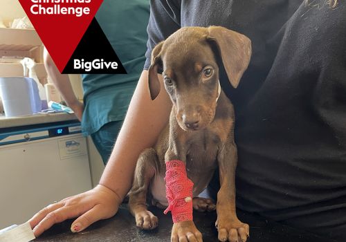 Young puppy at the vets, with red bandage on their leg