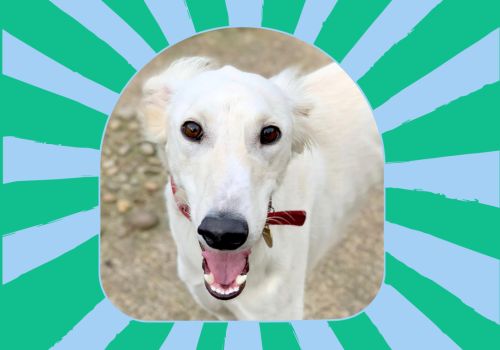 Happy lurcher inside a celebratory graphic