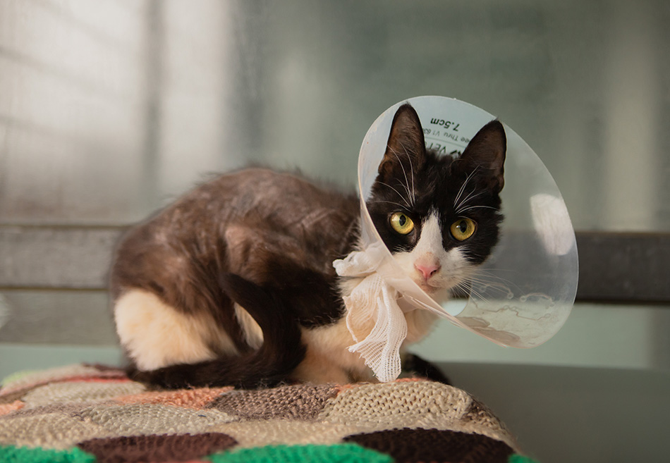 Cat Mole had alopecia caused by an allergy, making him almost bald. 