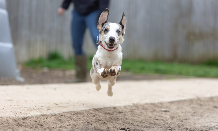 Young dachshund cross puppy running toward the camera 