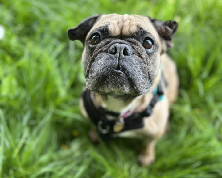 French Bulldog Mildred and her cauliflower ear 