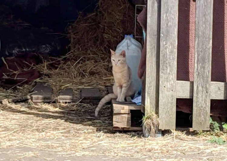 Free-roaming cat Mocha who was adopted from Bath Cats and Dogs Home, who now lives happily on a farm 