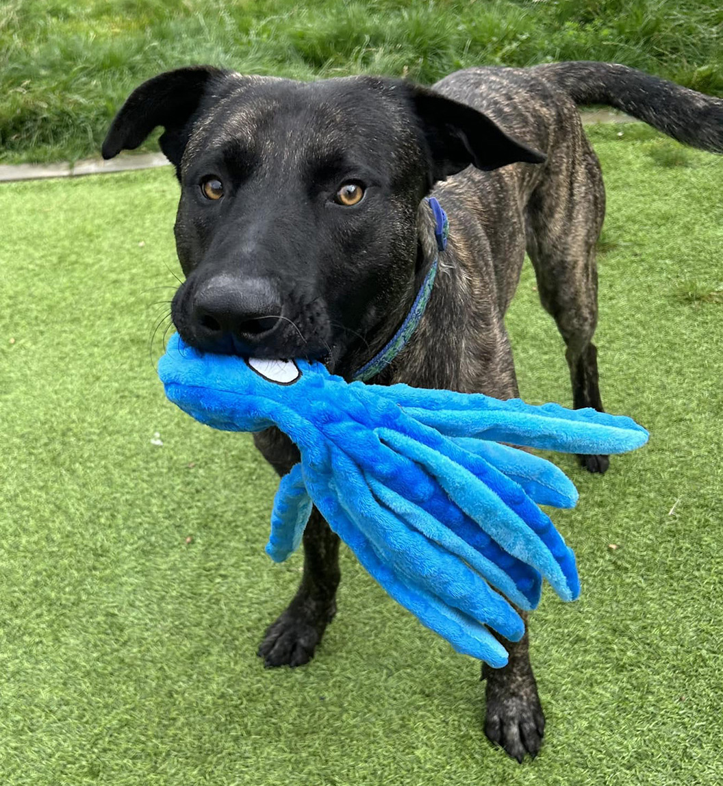 Ace holding a fluffy toy 