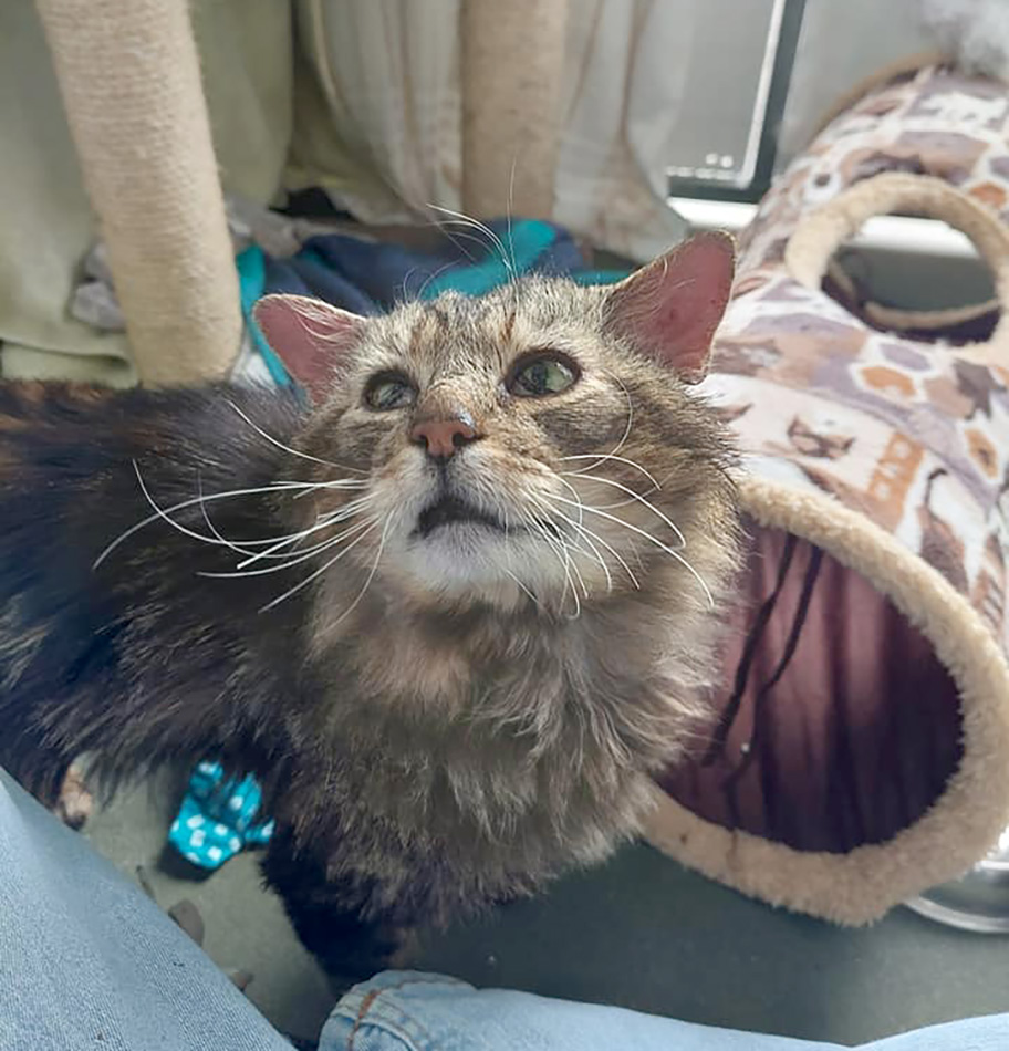 Cat Hercules in the cattery, during his recovery looking a bit scruffy and ill 