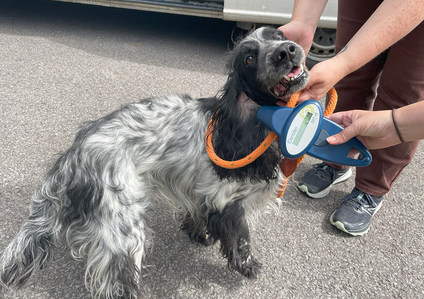 Stray dog being checked for a microchip 