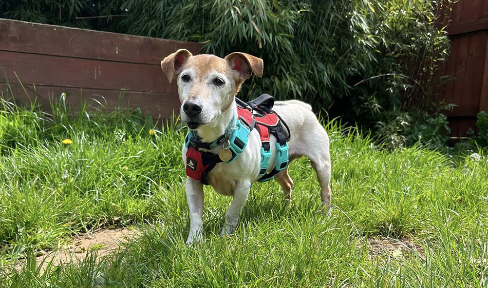 Jack the jack russell in early May, still in recovery with his dental care 