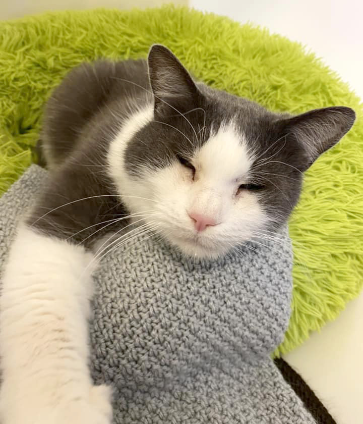 Jim the cat in his bed in the cattery, with a paw reaching to the camera 