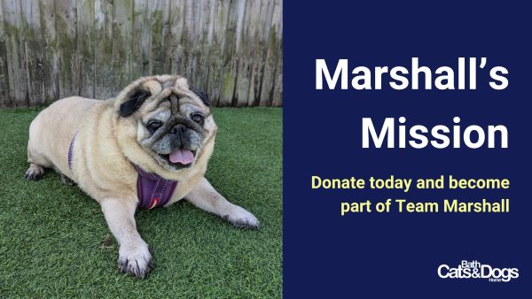 Overweight pug lying in grass with the text - Marshalls Mission, Donate today and become part of team Marshall. 