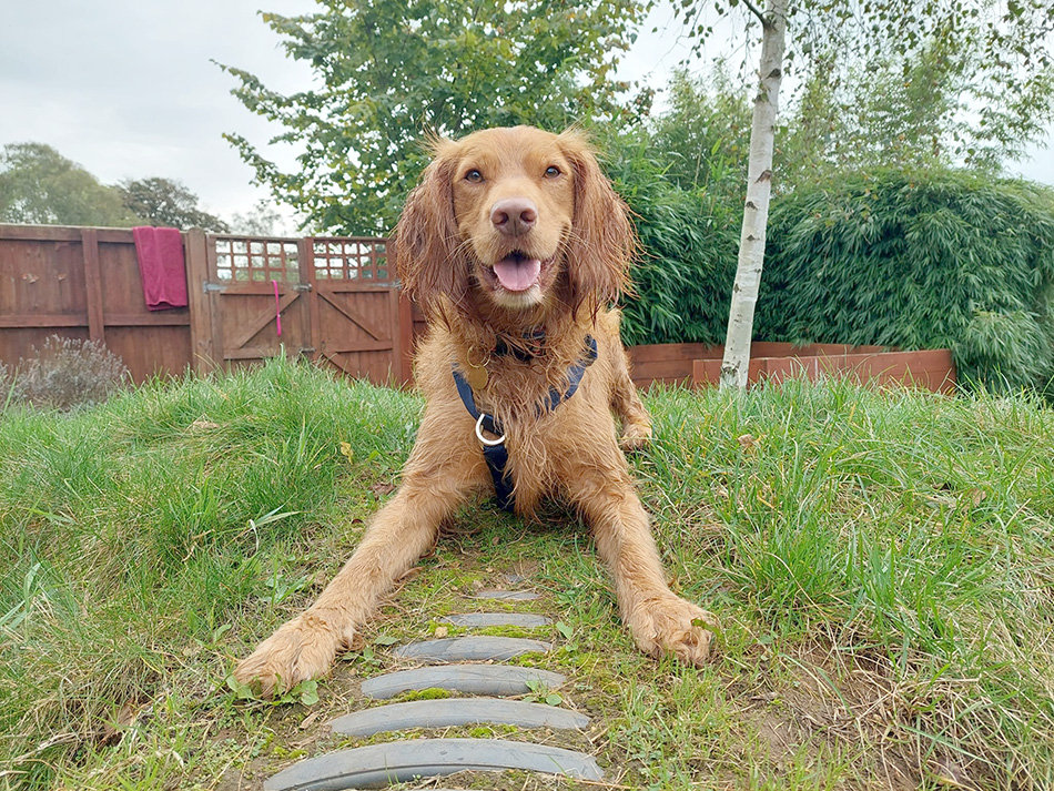 Spaniel in our enrichment garden with a happy expression 