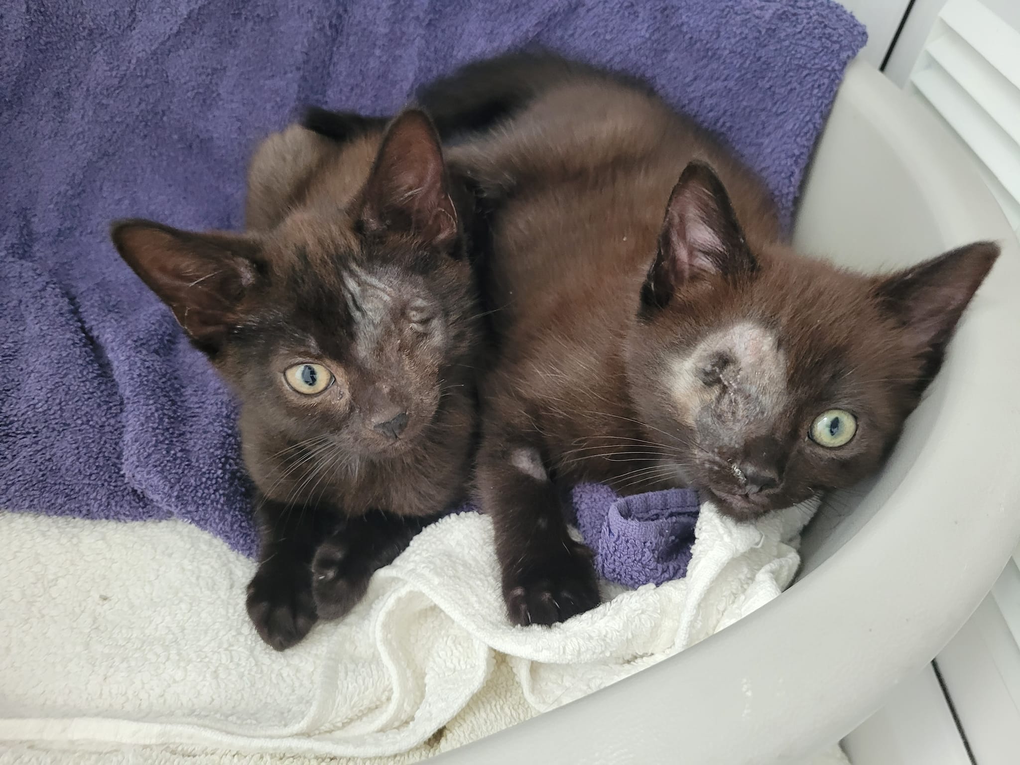 Two kittens showing damage to their eyes  