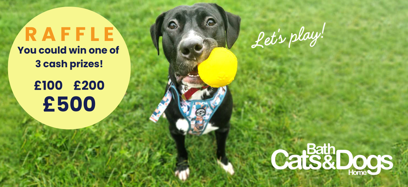 Cute dog holding a yellow ball, with information about the BCDH winter raffle 