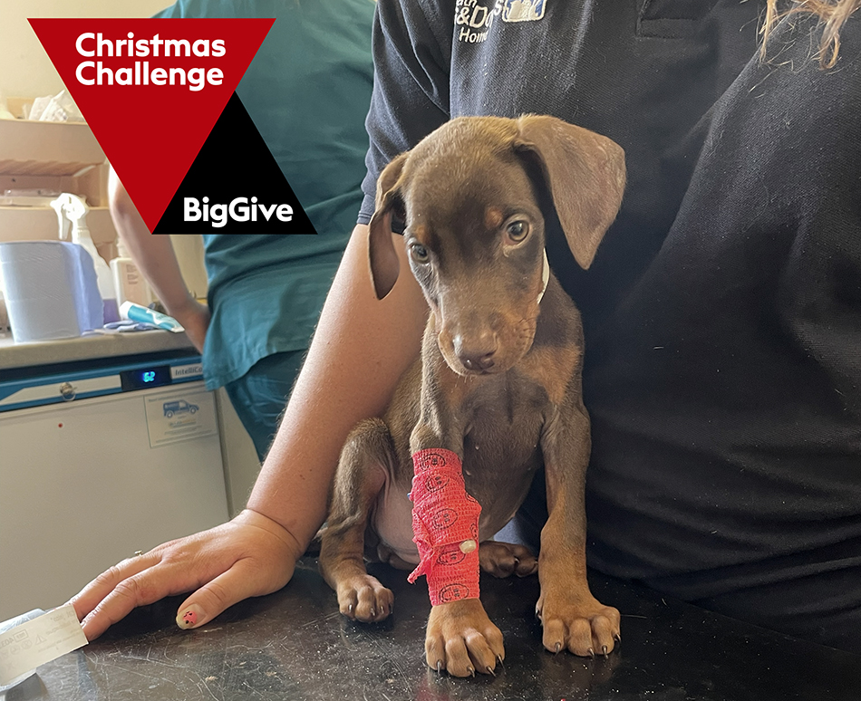 Young puppy at the vets, with red bandage on their leg 