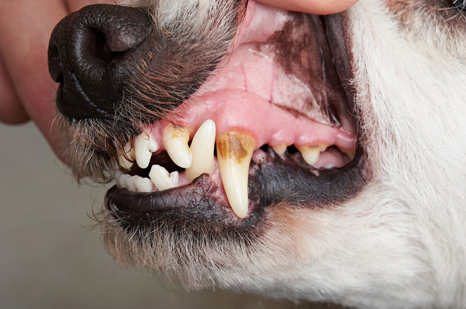 Dog's teeth showing plaque and tartar