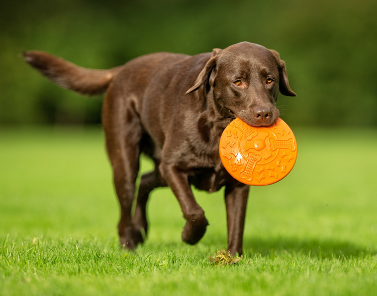 Dog carrying a frisbee