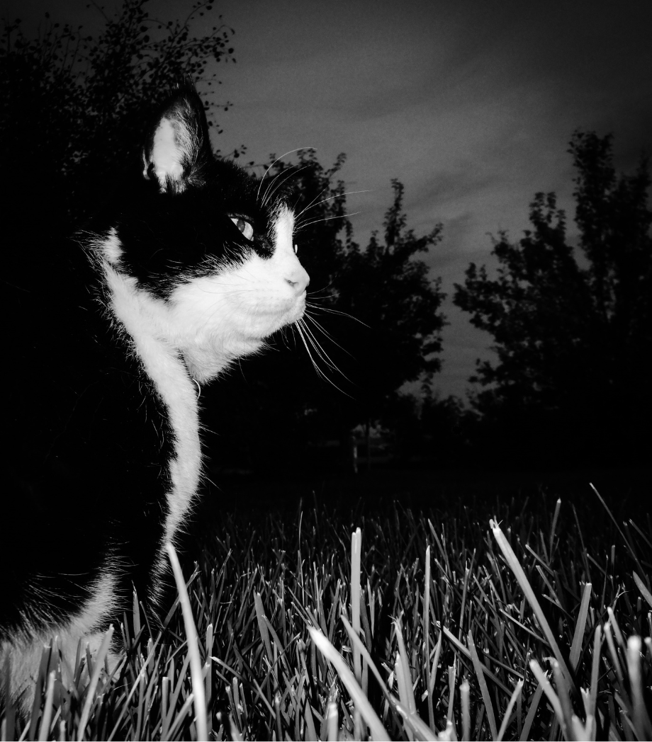 Black and white cat out in the garden at night