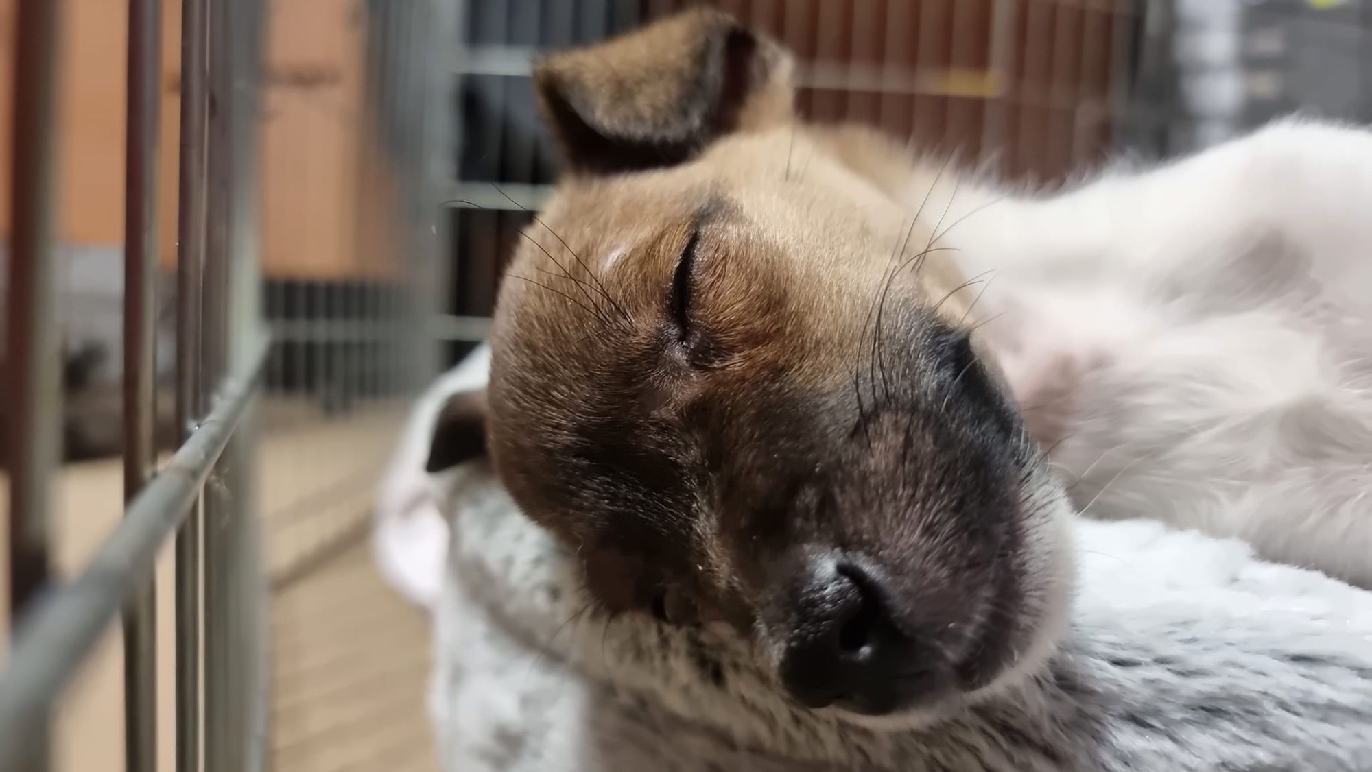 Puppy asleep in their crate looking happy