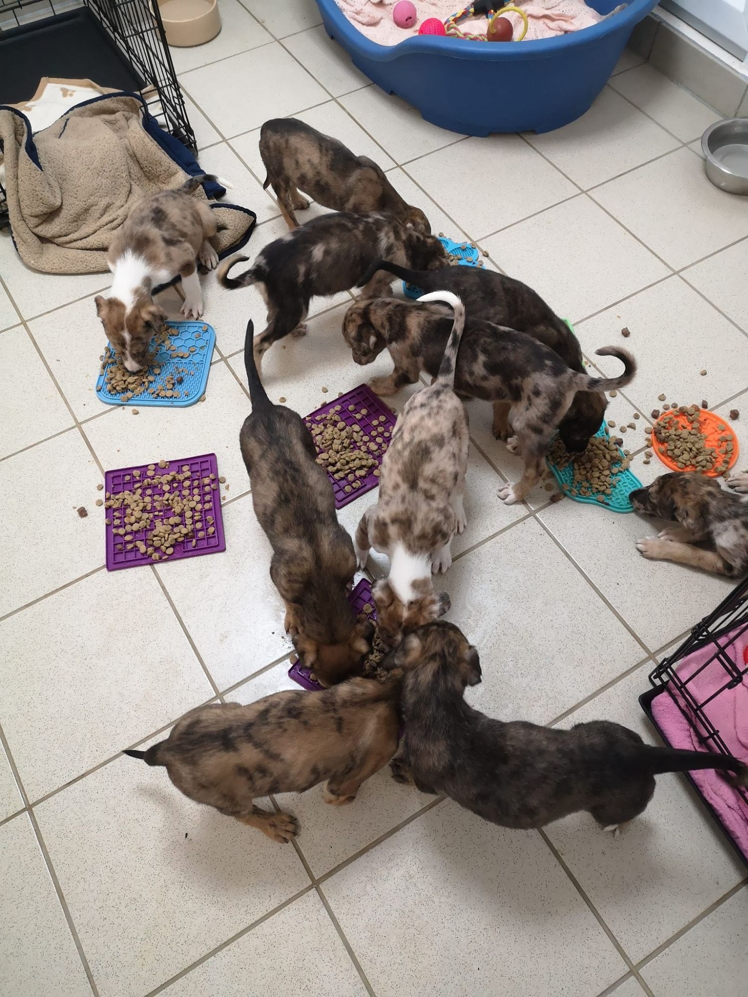 Puppies being fed using lickimats 