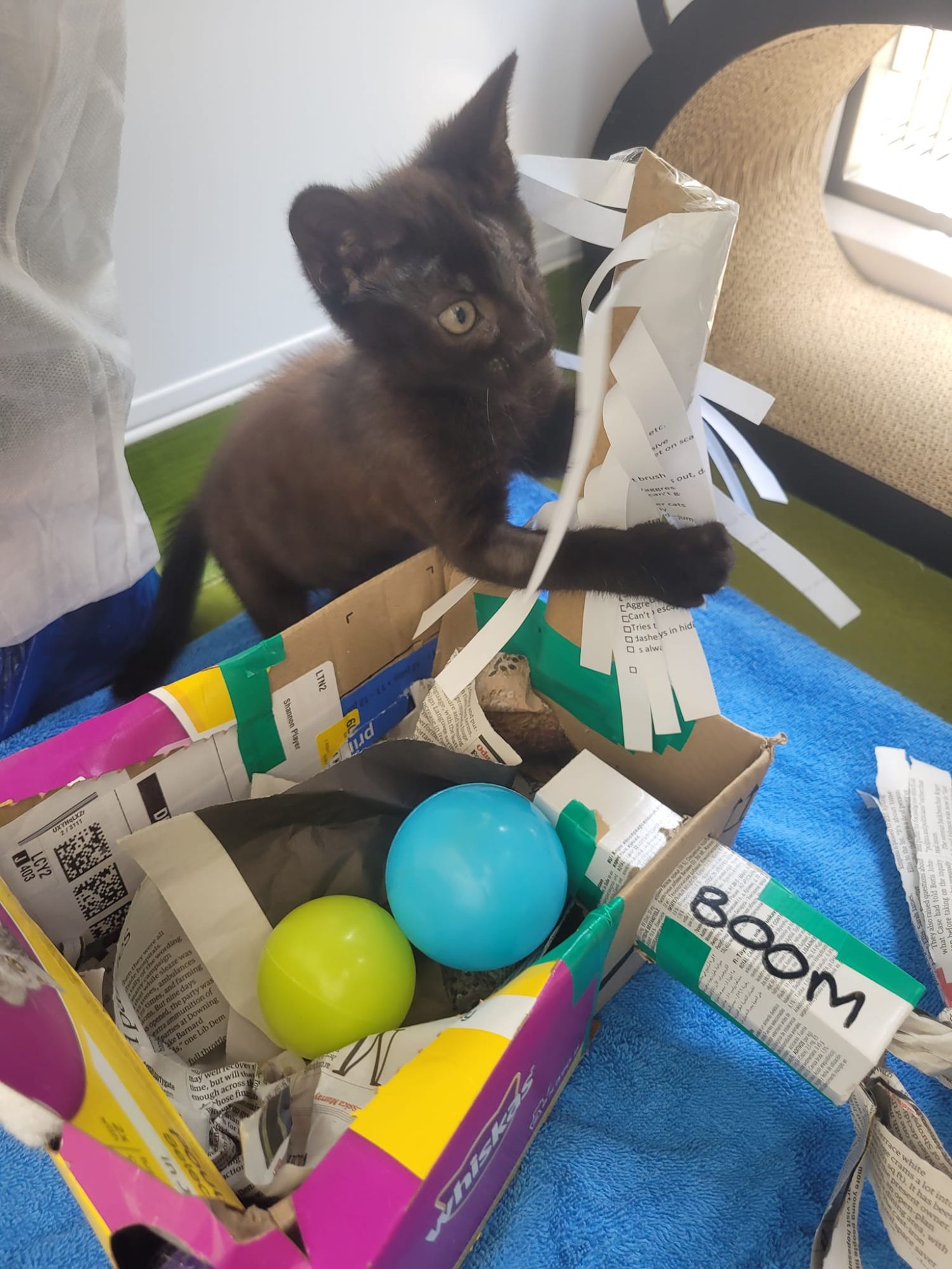 A cardboard pirate ship with kitten