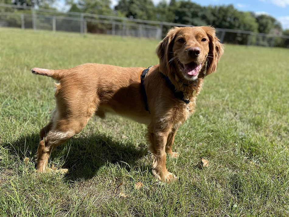 Spaniel with a short tail, standing in a paddock at BCDH with a happy expression