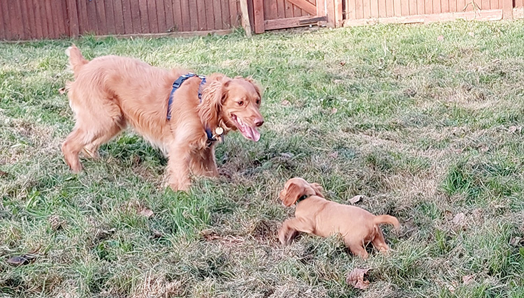 Churro meeting a mini-me puppy spaniel at BCDH