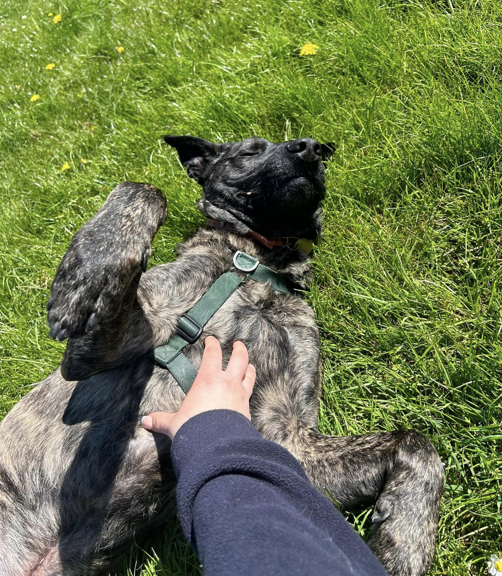 Ace enjoying quiet time in one of our paddocks